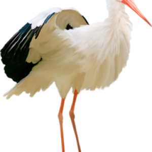 Stork PNG