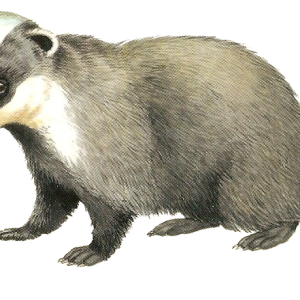 Badger PNG