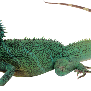Lizard PNG