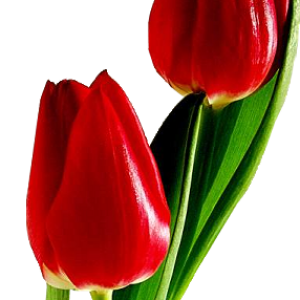 Red tulips PNG image