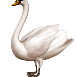 Swan PNG