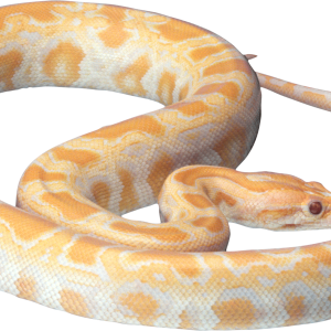 Snake PNG image picture download free