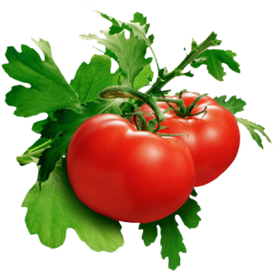 Tomatoes with leaves PNG