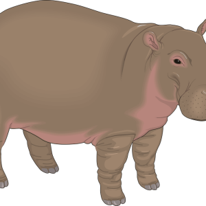 Hippo PNG