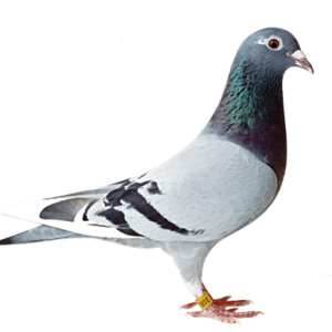 Bird PNG