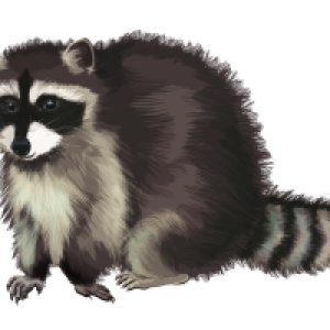 Raccoon PNG