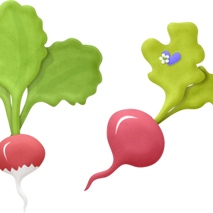 Radish PNG