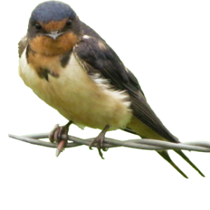 Swallow PNG