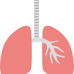 Lungs PNG