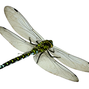 Dragonfly PNG