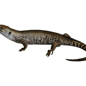 Lizard PNG