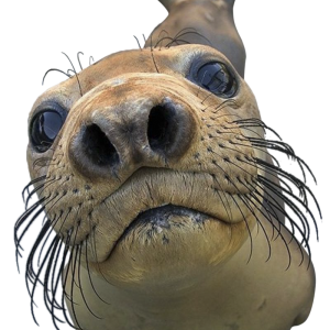 Harbor seal PNG