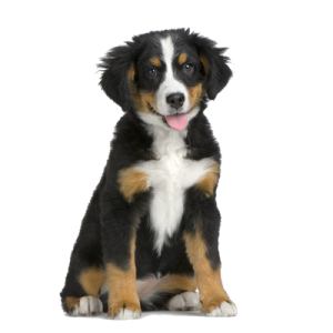 dog PNG image