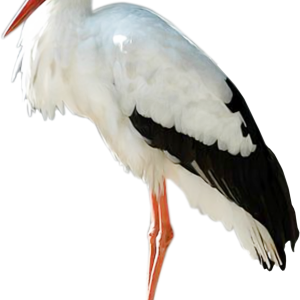 Stork PNG