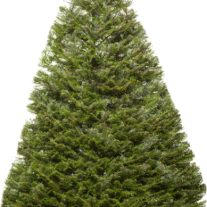Fir-tree PNG image