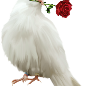white dove pigeon PNG