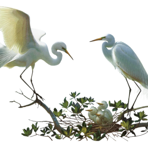 Heron PNG