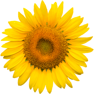 Sunflower PNG