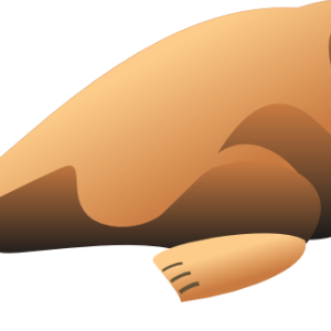 Walrus PNG