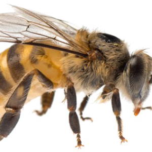 Bee PNG