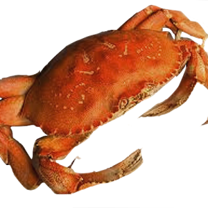Crab PNG