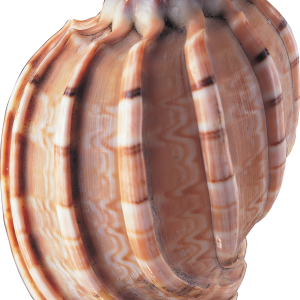 Seashell PNG