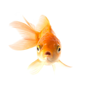 Goldfish PNG