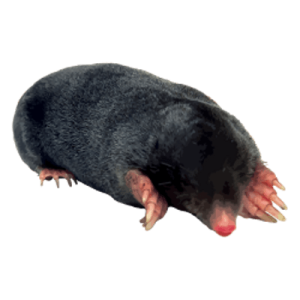 Mole PNG