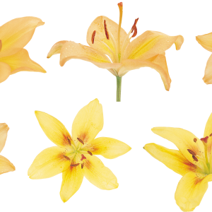 Lilium PNG