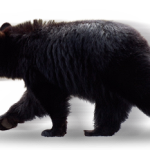 bear PNG