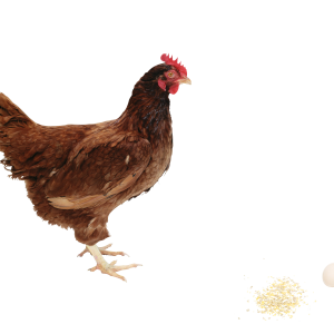 Chicken PNG image