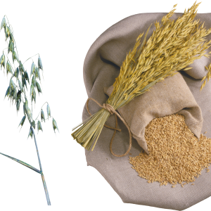 Wheat PNG