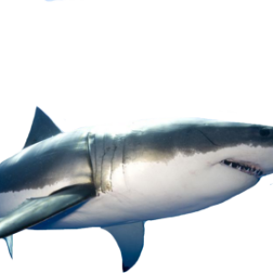 Shark PNG