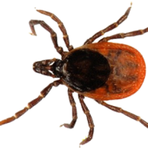Tick insect PNG