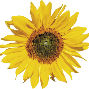 Sunflower PNG