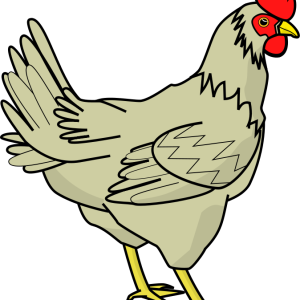 picture chicken PNG image