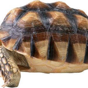 Turtle PNG