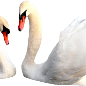 Swan PNG