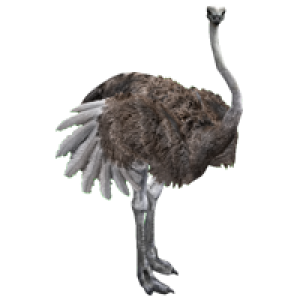 Ostrich PNG