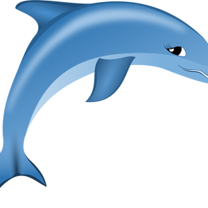 Dolphin PNG