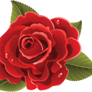 Rose PNG