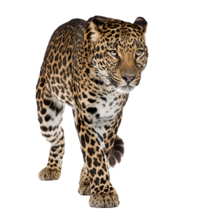 Leopard PNG