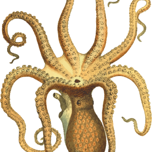 Octopus PNG