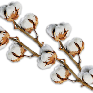 Cotton PNG