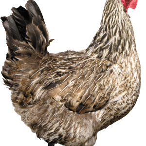 Chicken PNG image