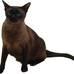 Cat PNG