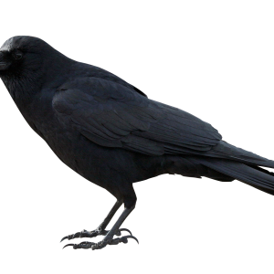 Raven PNG