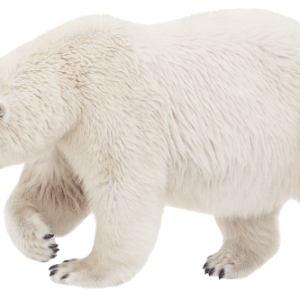 Polar white bear PNG