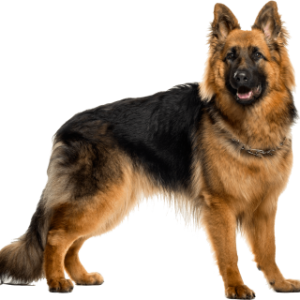 German Shepherd PNG