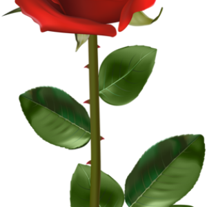 Rose PNG